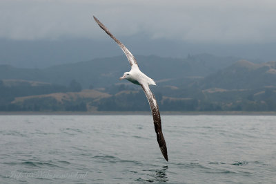 Wandering Albatross PSLR-6493.jpg