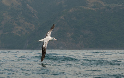 Wandering Albatross PSLR-6501.jpg