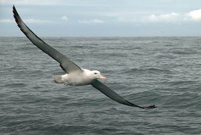 Wandering Albatross PSLR-6520.jpg