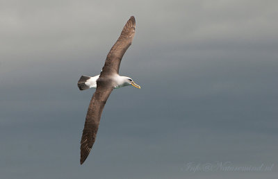 Bullers Albatross-PSLR 4759.jpg