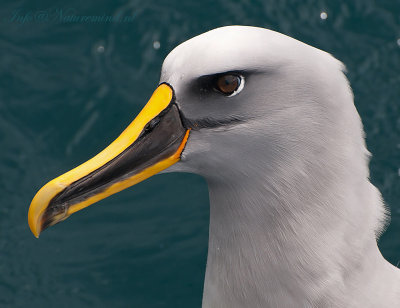 Thalassarche Bulleri - Buller's Albatross - Bullers Albatros