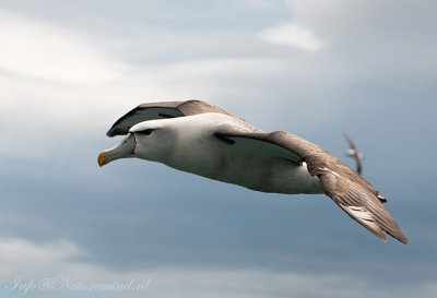Thalassarche steadi - White-capped Albatross - Witkapalbatros