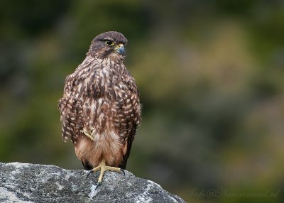 Falco novaeseelandiae - New Zealand Falcon - Nieuw-Zeelandse valk