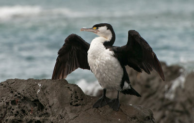 Pied Cormorant PSLR-6067.jpg