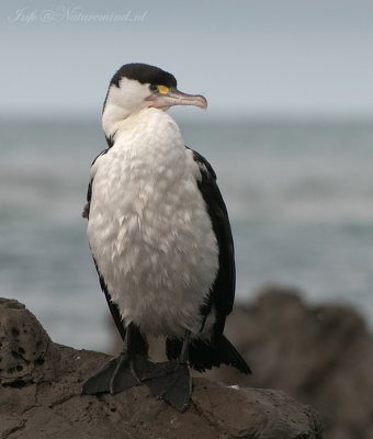 Pied Cormorant PSLR-6072.jpg