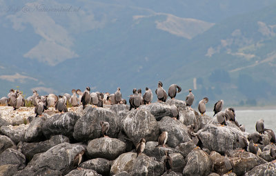 Spotted Cormorant PSLR-6077.jpg