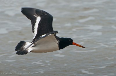 Pied Oystercatcher PSLR-4653.jpg