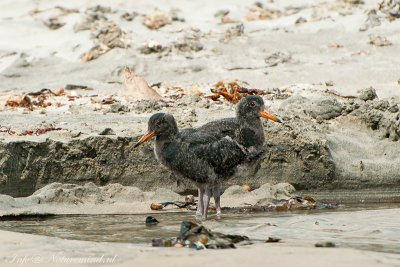 Variable Oystercatcher PSLR-4708.jpg