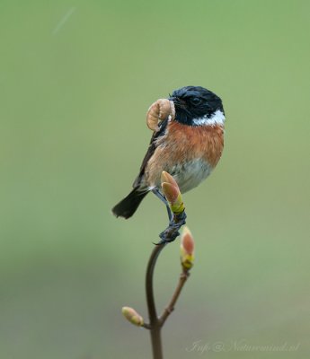 Roodborsttapuit  - Stonechat PSLR-8039.jpg