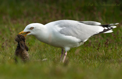 Zilvermeeuw- Herring Gull PSLR-7421.jpg