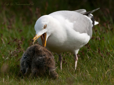 Herring gull - Zilvermeeuw  PSLR-7426.jpg