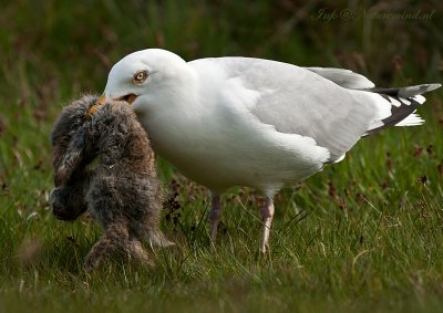 Zilvermeeuw - Herring gull