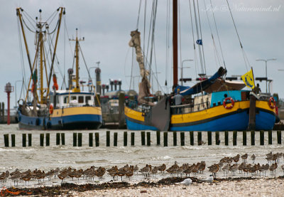 Bar-tailed Godwit - Rosse grutto PSLR-8423.jpg