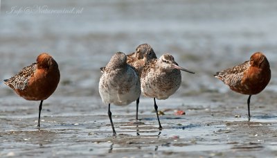 Bar-tailed Godwit - Rosse grutto PSLR-7371.jpg