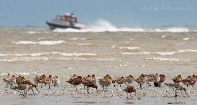 Bar-tailed Godwit - Rosse grutto PSLR-8447.jpg