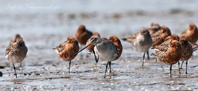 Bar-tailed Godwit - Rosse grutto PSLR-7373.jpg