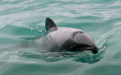 Hector's Dolphin New Zealand PSLR-6554.jpg