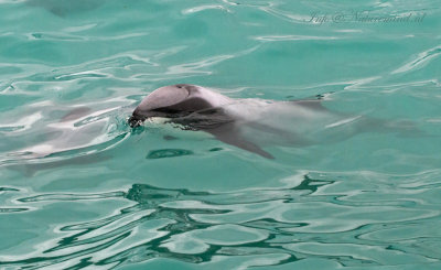 Hector's Dolphin New Zealand PSLR-6561.jpg