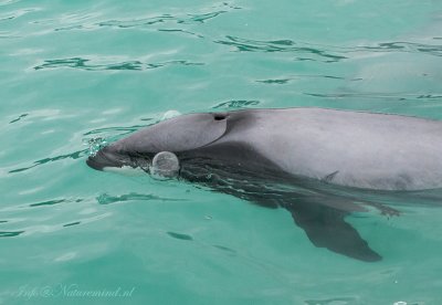 Hector's Dolphin New Zealand PSLR-6565.jpg