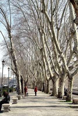 First Views of Rome-Bare trees along the Tiber.jpg