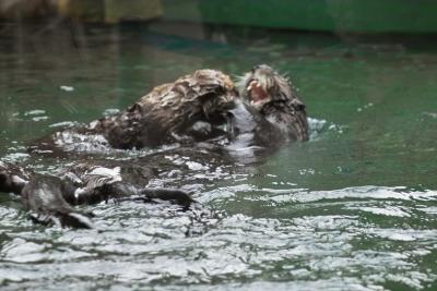 IMG01921.jpg Sea Otters, mother Aniak & pup -- playing (?)