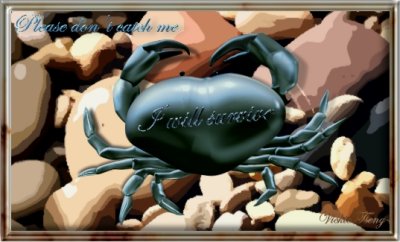 Crab's Complaint