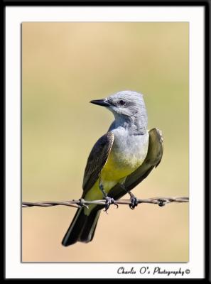 Western Kingbird...