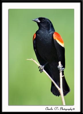 Redwing Black Bird...