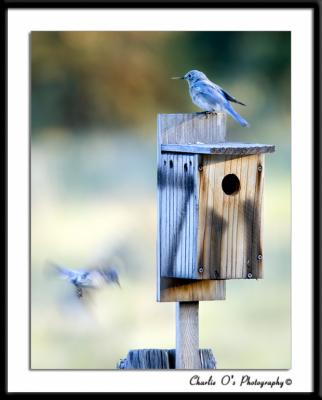 Mountain Bluebirds Nesting