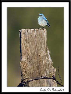 Mountain Bluebird