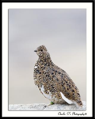 White-tailed Ptarmigan...