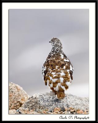 White-tailed Ptarmigan...