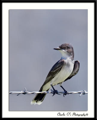 Eastern Kingbird...