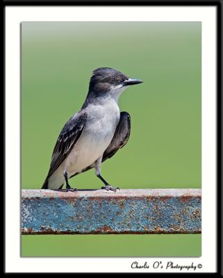 Eastern Kingbird...