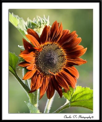 Sunbathing Sunflower...