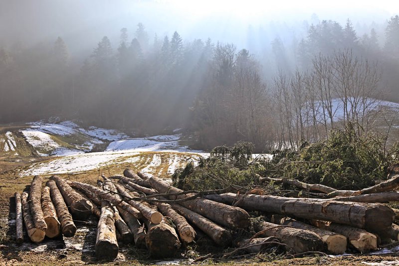 wood smells so fine ....