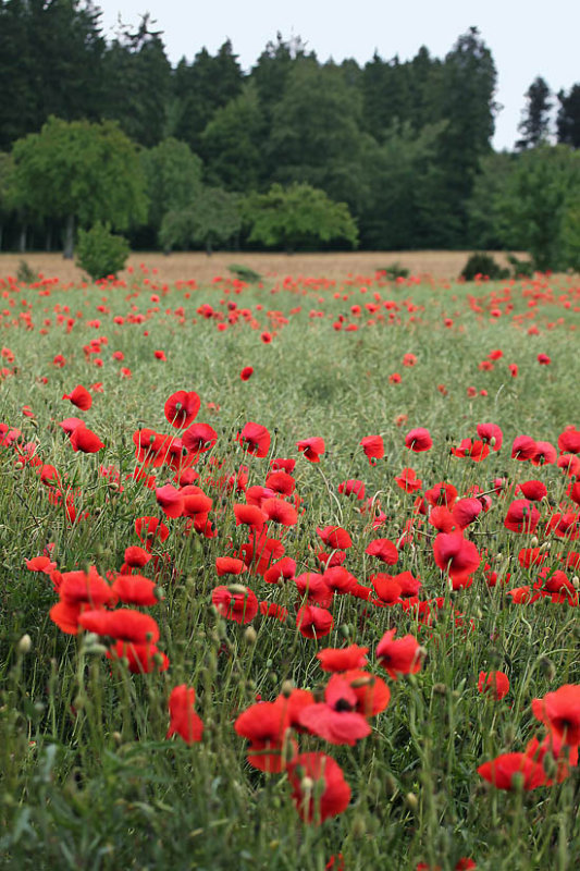 Poppies on the field