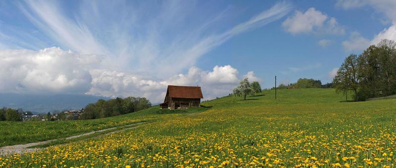 Spring is every where