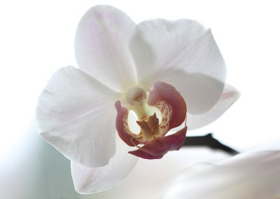 Orchid's dream ....