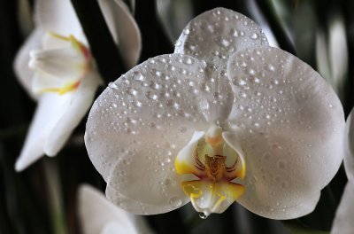 Beauty Orchid's tears ...