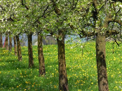 apple trees in early spring