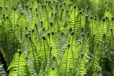 fern looks like cobra-snake