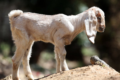 Little lifely goat was jumping around ...