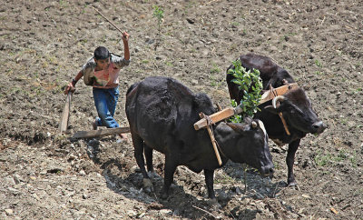 A hard working boy and cow