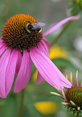 Echinacea 