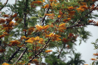Nepali-Flower-Tree