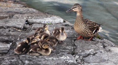 Family duck