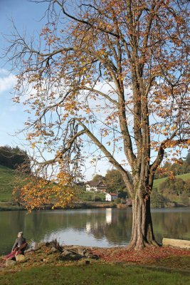 Rotsee in autumn