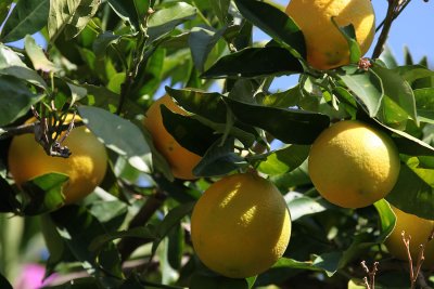 Oranges in Cavtat