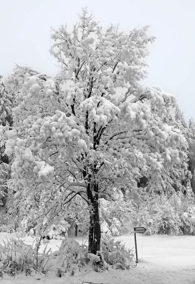 Tree in a beautiful winter dress